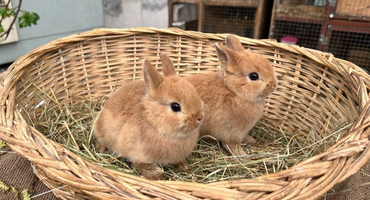 Rize Büyümeyen Tavşan