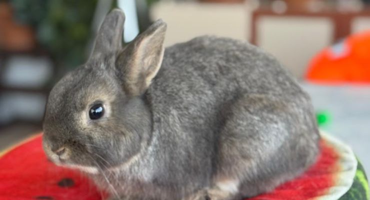 Rize Ev Tavşanı