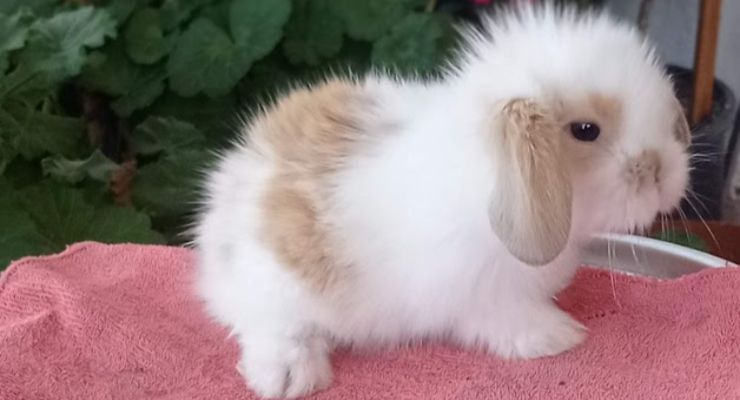 Rize Hollanda Lop Tavşan